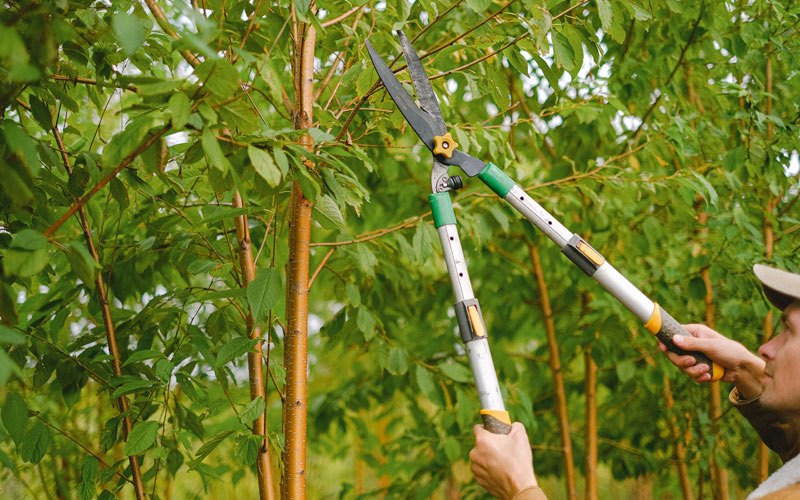Tree trimming in Fort Drum, NY